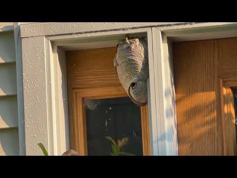 Large Nest of Bald-Faced Hornets by the Front Door in Colts Neck, NJ