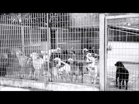 Zeronegativo ft Gory Ness - Accalappiacani