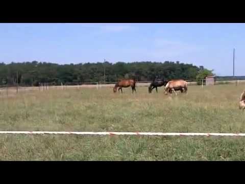 Weide vom Pferdeparadies Freienhagen - die Pferdepension