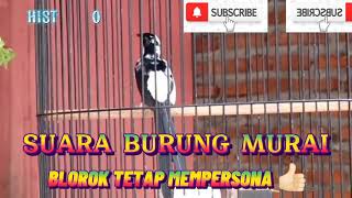 Download lagu SUARA BURUNG MURAI BATU BLOROK HARGA 1 MILYAR LEBIH‼️ mp3