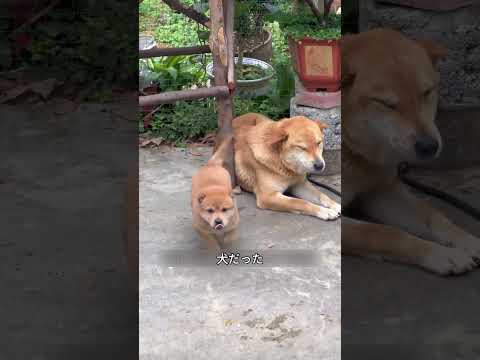命の終わりを感じた母犬、残した一匹の子に託す役目 #犬 #母性 #絆