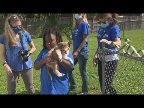 Sunrise Boy Surprised With Shetland Sheepdog Thanks To Make-A-Wish