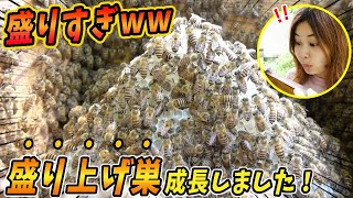 前に作った盛り上げ巣がこんなに成長しました！