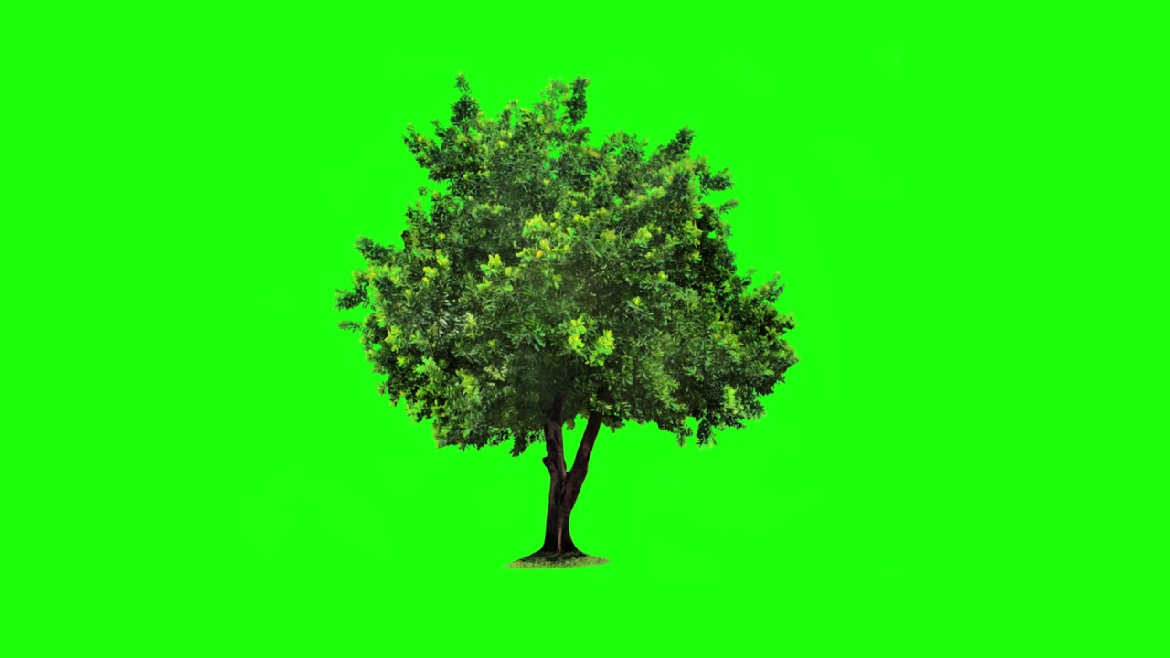 GREEN SCREEN FOOTAGE #4 TREE  100% FREE to USE FREE STOCK FOOTAGE