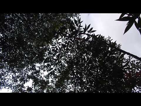 thick billed Euphonia mimic...   just to listen