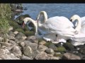 Swan Lake