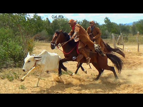 Pega de boi no mato em Campo Alegre do Fidalgo-PI 