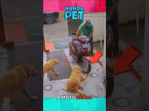 O ator do ano tem quatro patas! 🐕🎭 #animais #cachorro #shorts