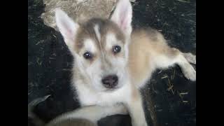 Alaskan Husky Puppies Videos