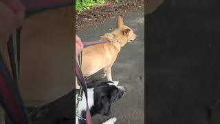 北海道　余市　犬との暮らし 8/30
