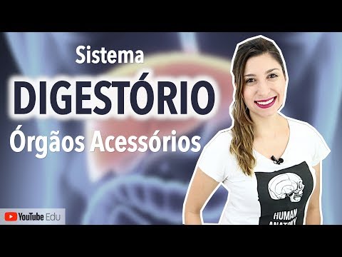 Digestive System 4/5: Liver, Gallbladder, and Pancreas | Anatomy etc.