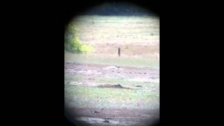 preview picture of video 'Prairie Dog Hunting in Kansas the 10 Gauge Outfitters way'