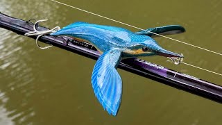 Download lagu Membuat Umpan Burung KingFisher mp3 Download lagu Membuat Umpan Burung KingFisher mp3