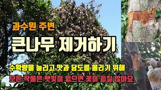 과일의 수확량을 늘리고 새순이 돋고 꽃이피고 당도와 맛을 좋게하기위해 큰나무를 제거하고있고 방풍수 제거 이유…