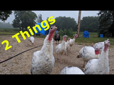 image-Can I buy a wild turkey?