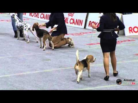 Bastia Umbra 2015 - Gruppo 6