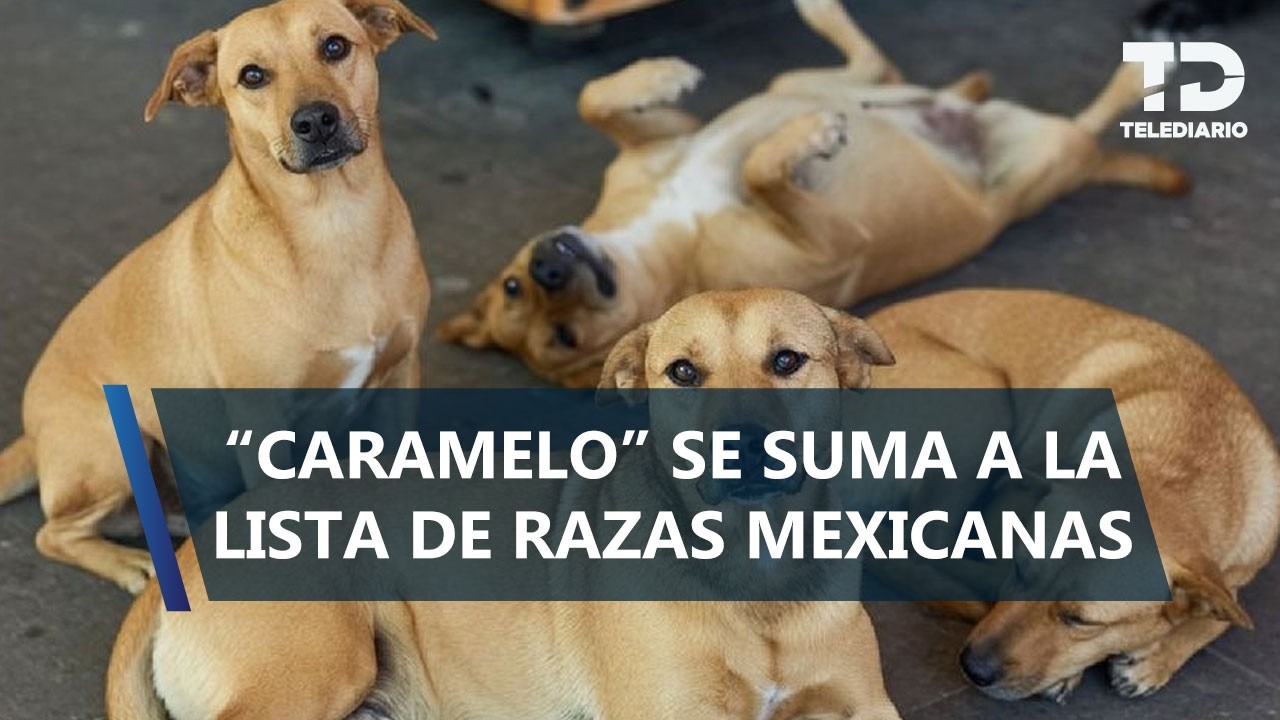 Oficial: el clásico perrito color miel ya es la raza “Caramelo”