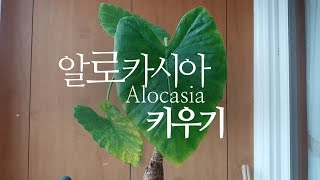알로카시아(Alocasia) 키우는 방법, 분갈이하며 특징 알기 200화 #해맑은TV
