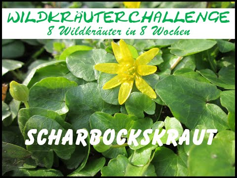 Wildkräuterchallenge Teil 1: Scharbockskraut