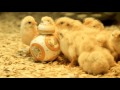 Dead Kennedys Chicken Farm by Czarny iTek