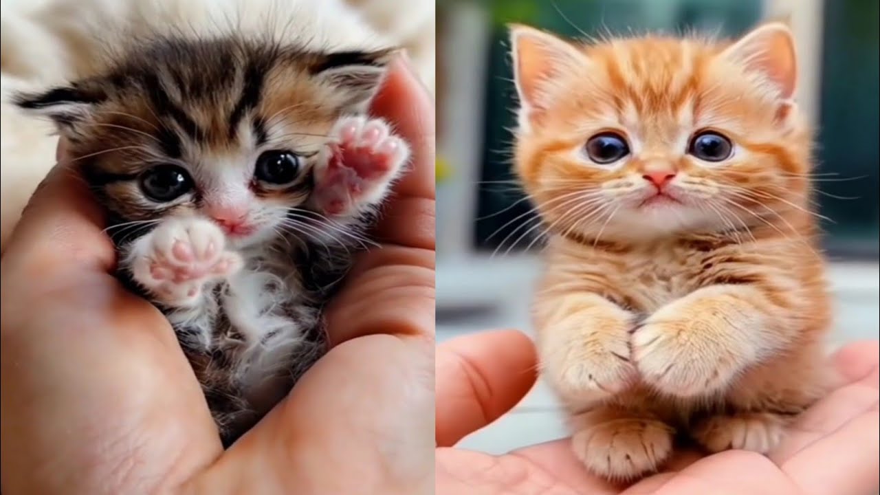 Newborn Baby Kitten And Cat | Cute Baby And Little Cat & Kitten Video | New Baby Cat Compilation💕