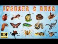 Know Insects Bugs Virtual Tour To World Of Insects Add Insects Name To The English Vocabulary