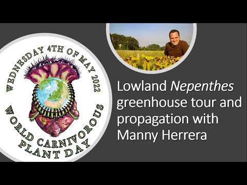 Lowland Nepenthes greenhouse tour and propagation with Manny Herrera