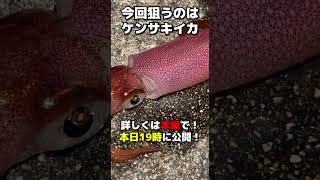【ケンサキイカ】今回は堤防からケンサキイカを狙います【考察と検証】