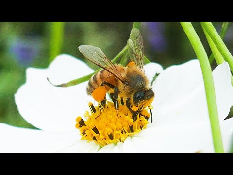 ミツバチの好きな花のリスト: 花粉媒介者を引き寄せる 20 以上の蜂蜜植物!  庭園