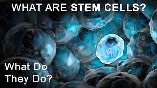 What Are Stem Cells? What Do They Do? Part 3