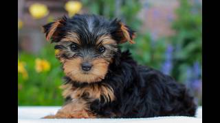 Video preview image #1 Yorkshire Terrier Puppy For Sale in REINHOLDS, PA, USA