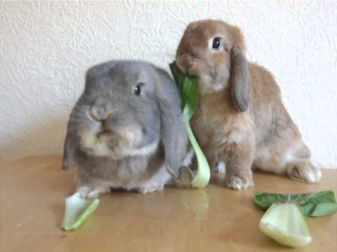 download lagu mp3 mp4 Can Dogs Eat Pak Choi, download lagu Can Dogs Eat Pak Choi gratis, unduh video klip Can Dogs Eat Pak Choi