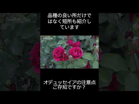 目的や条件に合わせて、屋外用のつる性の花はどれを選べばいいのでしょうか？  庭園