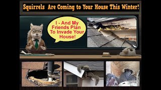 WHEN SQUIRRELS CHEW ENTRY HOLES INTO YOUR ATTIC - THE FIX