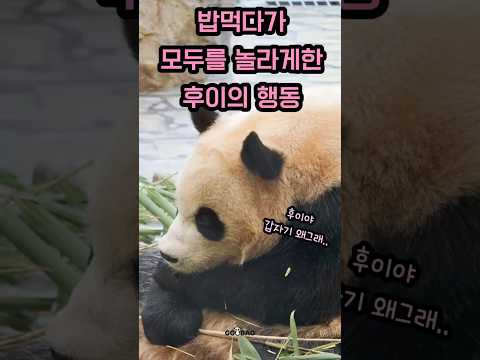 (볼륨업)즐겁게 맘마 먹던 후이바오..!! 갑자기 두 손을 포개더니.. 당황당황 #루이바오 #Ruibao #루이 #睿宝 #후이  #후이바오 #Huibao #Hui #辉宝