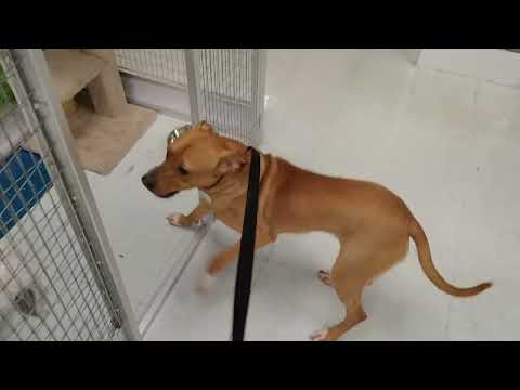 Mary Kate fine with cats