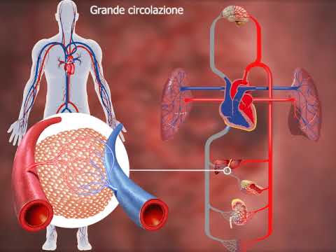 La circolazione sangue