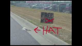 JUGS OF BLOOD    DEAD CAT HAT