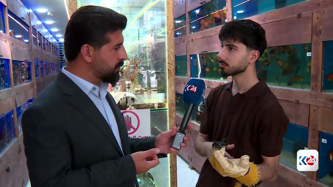 ڤیدیۆ | یەکێک لە دەگمەنترین دووپشکە مەترسیدارەکانی جیهان و نرخەکەی 700$ـە