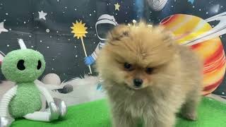 ポメラニアンの動画01