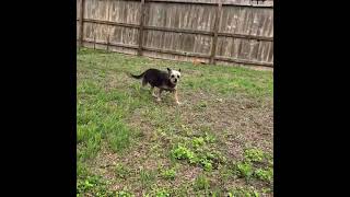 Video preview image #1 Mutt Puppy For Sale in San Antonio, TX, USA