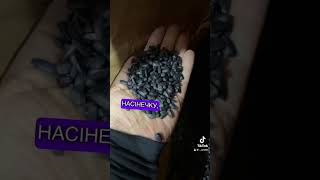 Насіння соняшника САНТОС (екстра), ТОВ "ТК Арт-Агро", Україна - Зображення 3 | Agronetto UA Насіння соняшника САНТОС (екстра), ТОВ "ТК Арт-Агро", Україна | Зображення 3 - Agronetto