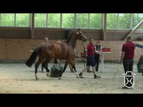 RD09 Holsteiner Stute von Cascadello I - Cassini I - Landadel