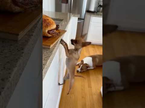 🐶😈 CHIHUAHUA vs PITBULL – CHICKEN FRAME JOB #viral #viralvideo #funny