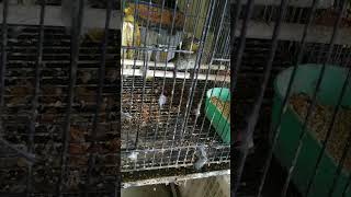 Download lagu tips memilih cucak wilis Ombyokan gacor. 🤫 #cucakwilis #cucakwilisgacor #rengganisgacor #rengganis mp3