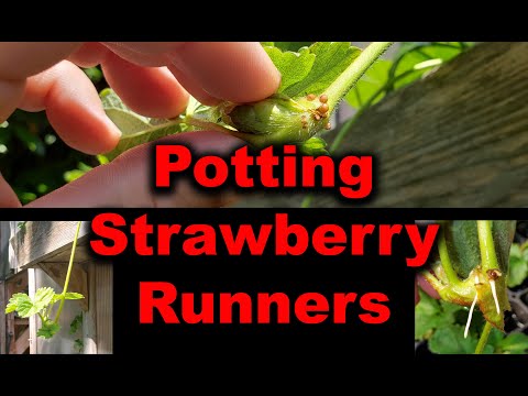 Strawberry Plant Revival Make More And More Strawberry Plants