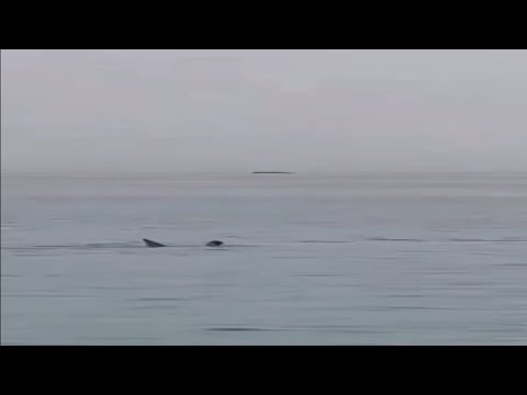 EXKLUSIVES VIDEO des Hai Angriffs in Ägypten 2023