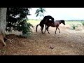 Horse Sex And Heat Clinical Sign FALASI ANAVYOPANDISHA JOTO NA KUPANDWA