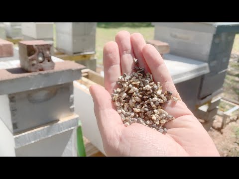 Chalkbrood Mummies Explained