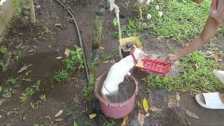 Unbelievable! Mother Cat Just Gave Birth but Loves Water!